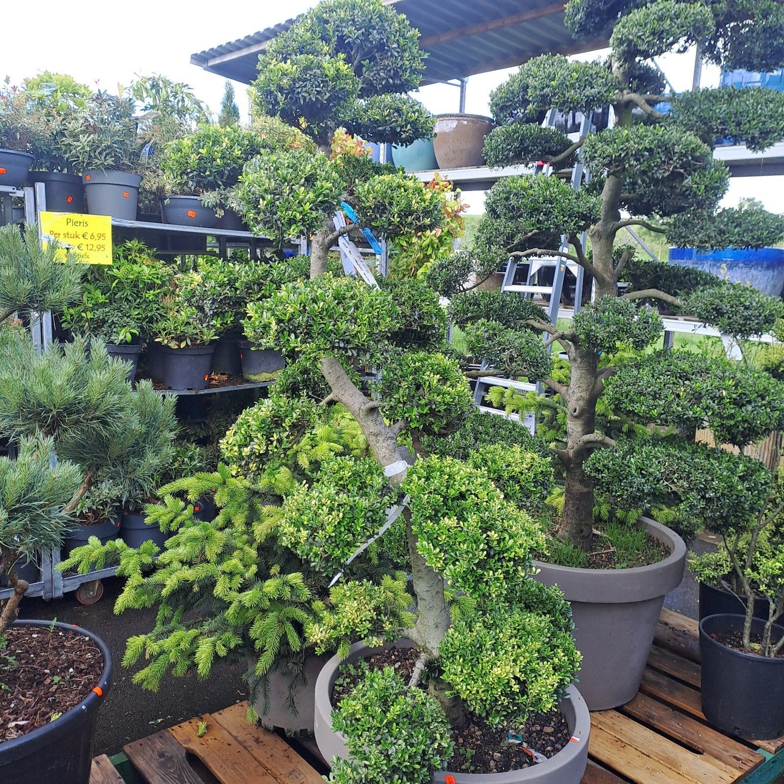 Prachtige grote bonsai bomen - Tuincentrum Van der Spek, Tuin en Terras, Planten | Bomen, Ophalen, Bloeit niet, Volle zon, Overige soorten