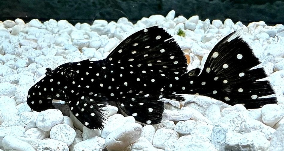 Schitterend trio L240 pleco, Vis, Zoetwatervis