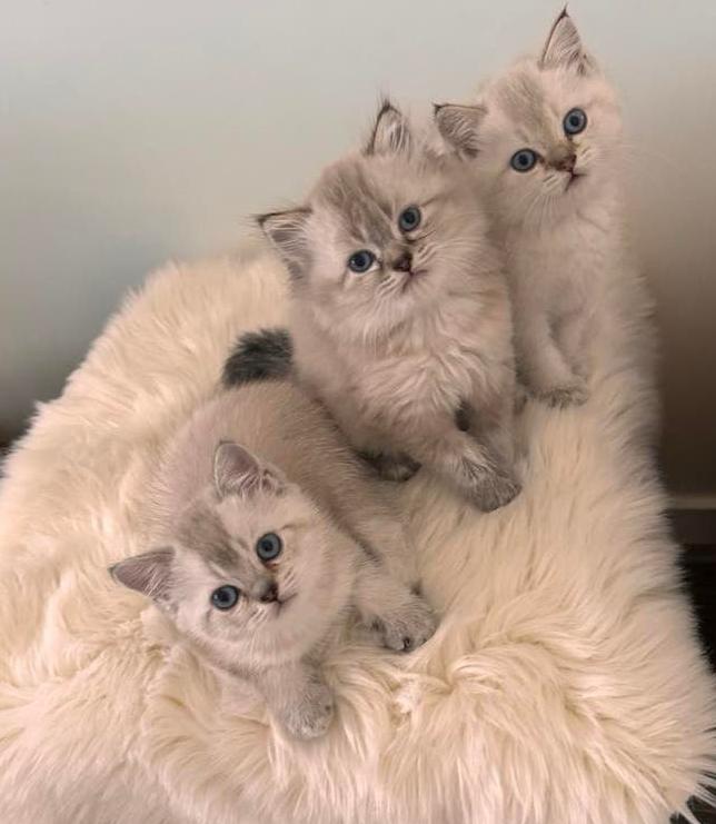 Prachtige kittens bkh/blh, Meerdere dieren, Ontwormd, 0 tot 2 jaar
