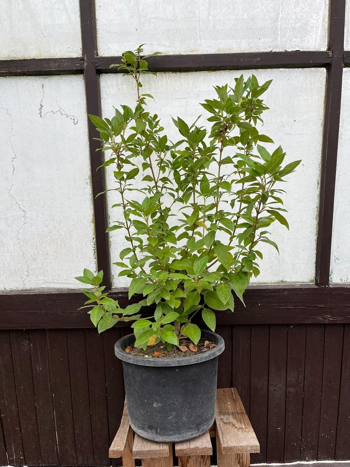 tekoop: fiburnum tinus potgekweekt, Ophalen, Overige soorten, Volle zon