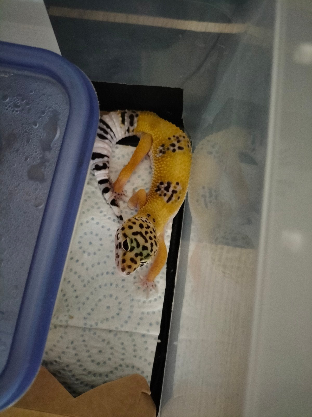 Luipaard gekko (vrouw) te koop Leopard Gecko - female for sale from Timothy W