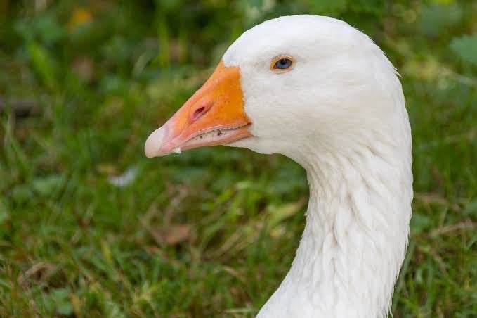 Witte boereganzen, Dieren en Toebehoren, Meerdere dieren, Gans of Zwaan