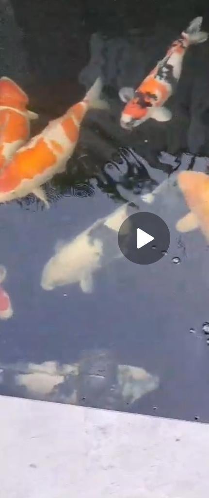 6 koikarpers waarronder hele grote vissen, Karper of Koi