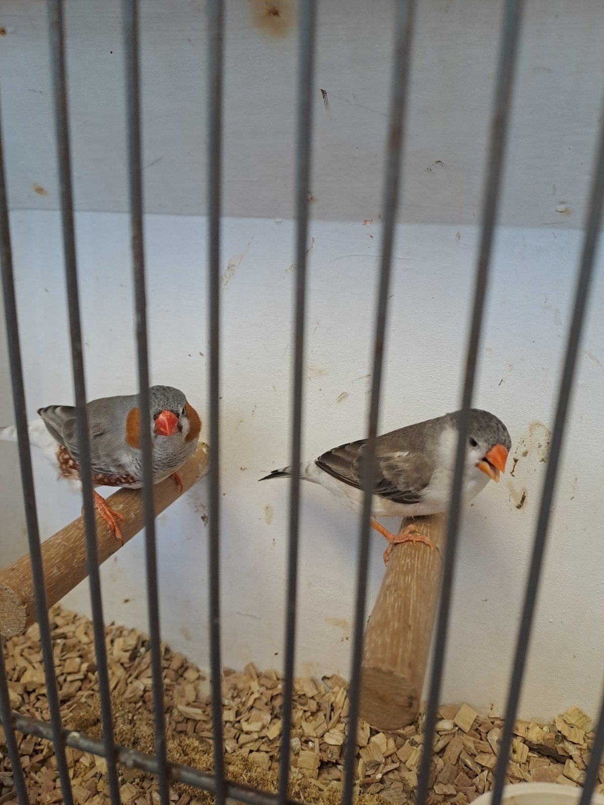 zebravinken witborst koppel, Meerdere dieren