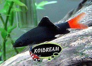 Labeo Bicolor - Koidream Valburg, Dieren en Toebehoren, Vis, Zoetwatervis