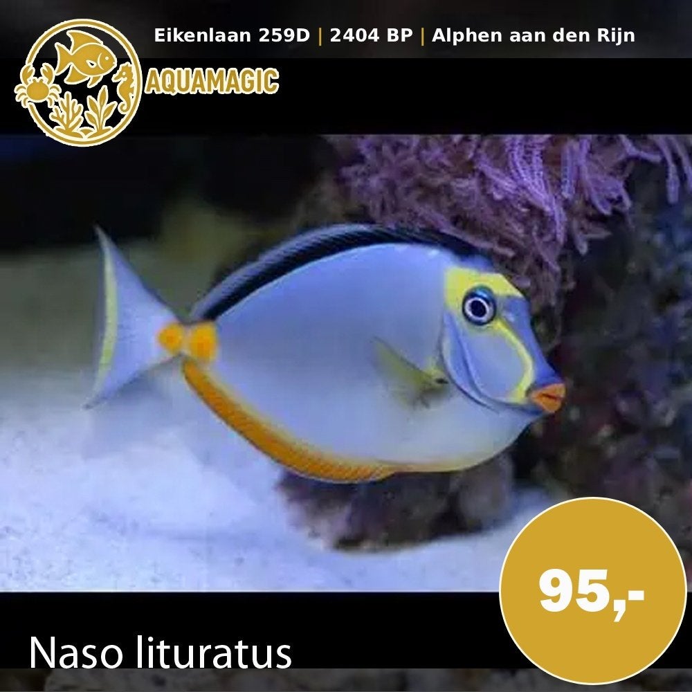 naso literatus, Vis, Zoutwatervis
