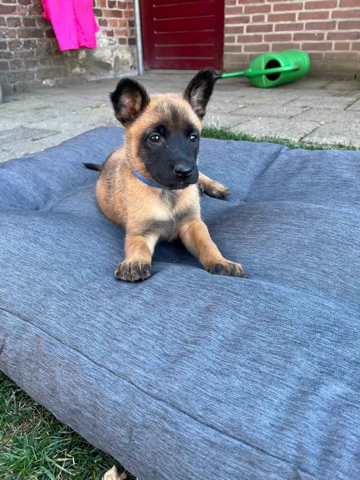 Prachtige Mechelse Herder pups, Parvo, 8 tot 15 weken, Meerdere, Meerdere dieren