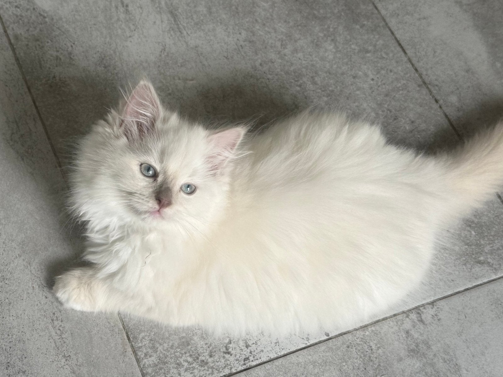 Huiselijke ragdoll kittens met stamboom mogen verhuizen!, Dieren en Toebehoren, Meerdere dieren, Met stamboom, 0 tot 2 jaar