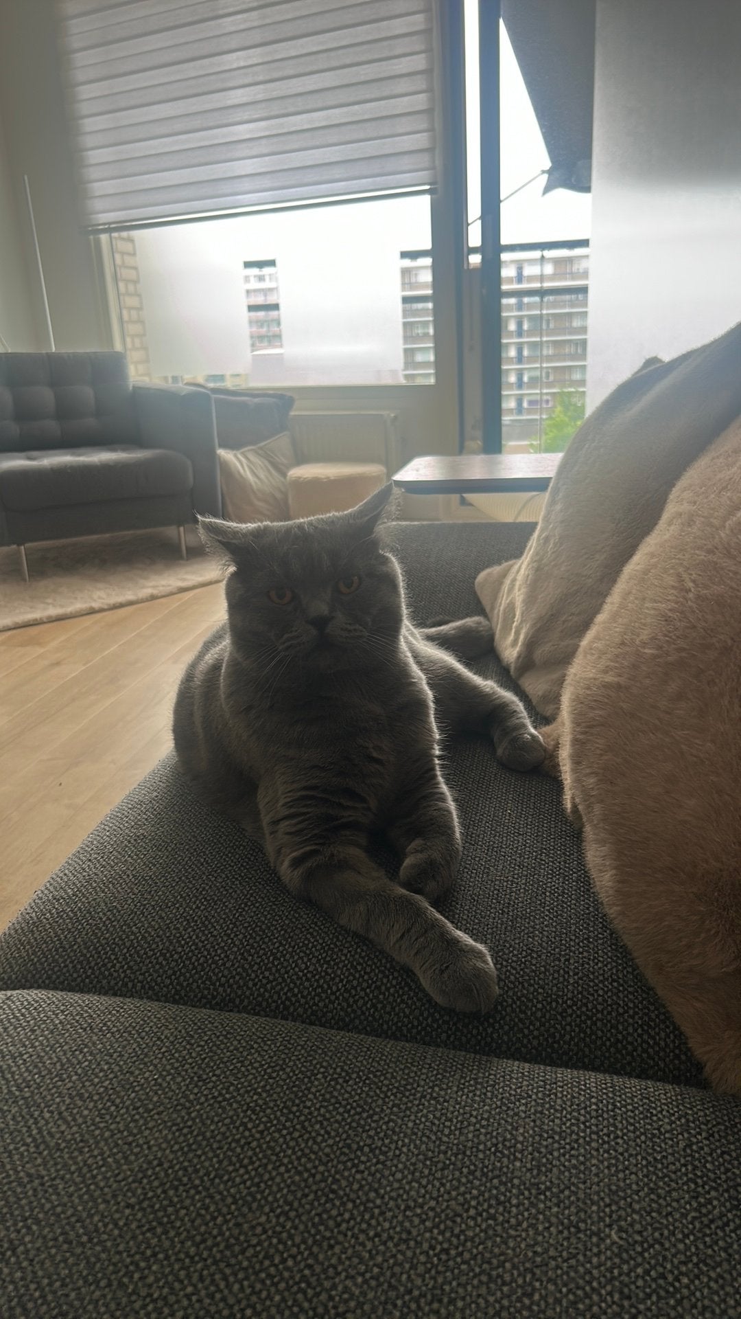 100% Brits Korthaar kater 1 jaar oud, Dieren en Toebehoren, Kater