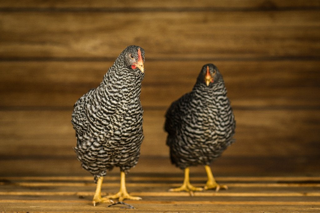 Amrock groot | Gezonde kippen | Passend advies, Dieren en Toebehoren, Pluimvee, Vrouwelijk, Kip