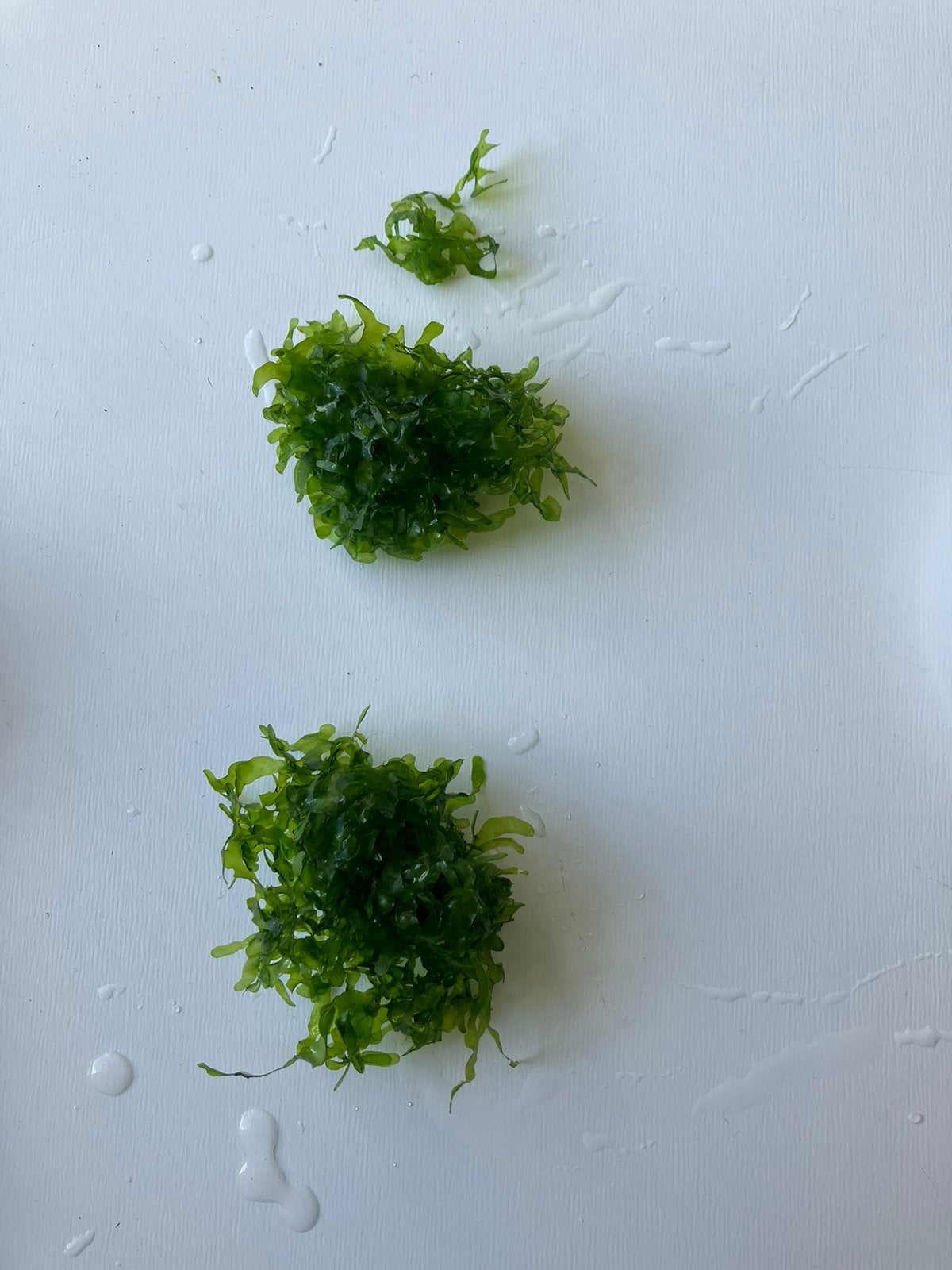 Portie aquarium levermos, Ophalen of Verzenden, Zo goed als nieuw, Plant(en), Steen of Hout