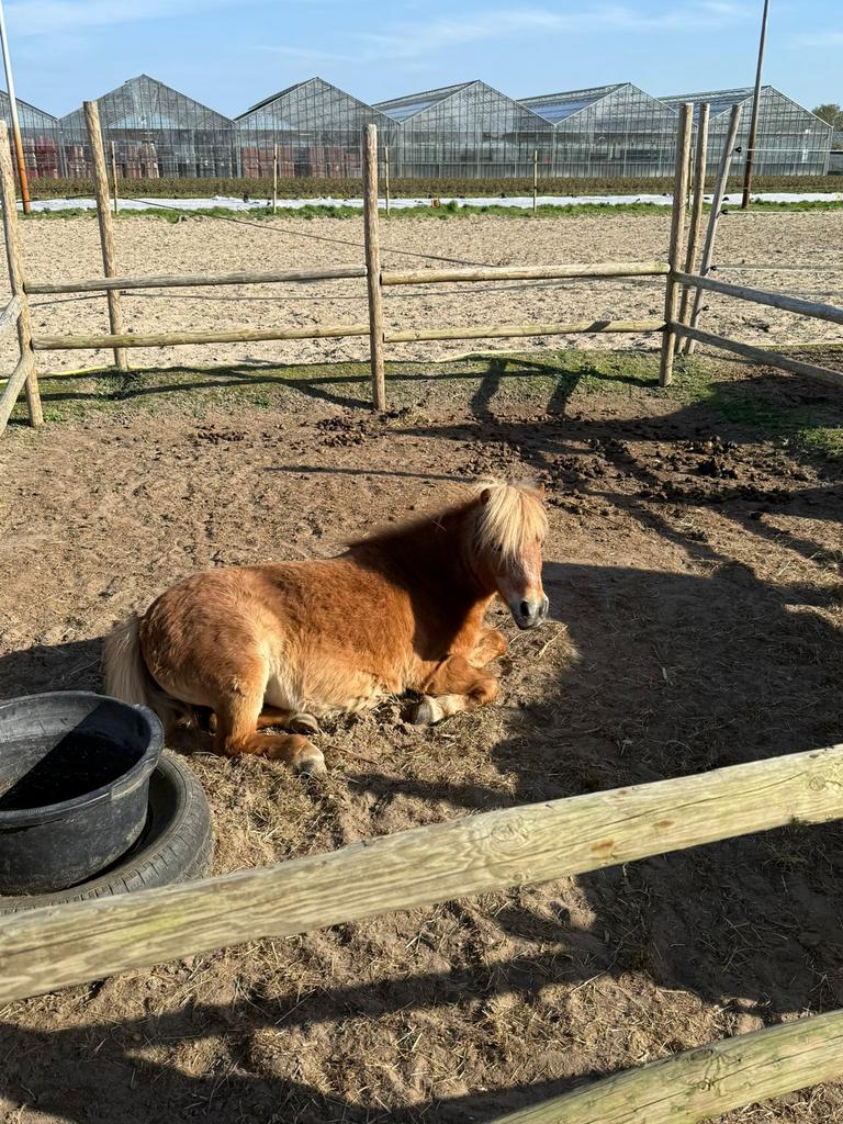 Kinderfeestjes Ponys