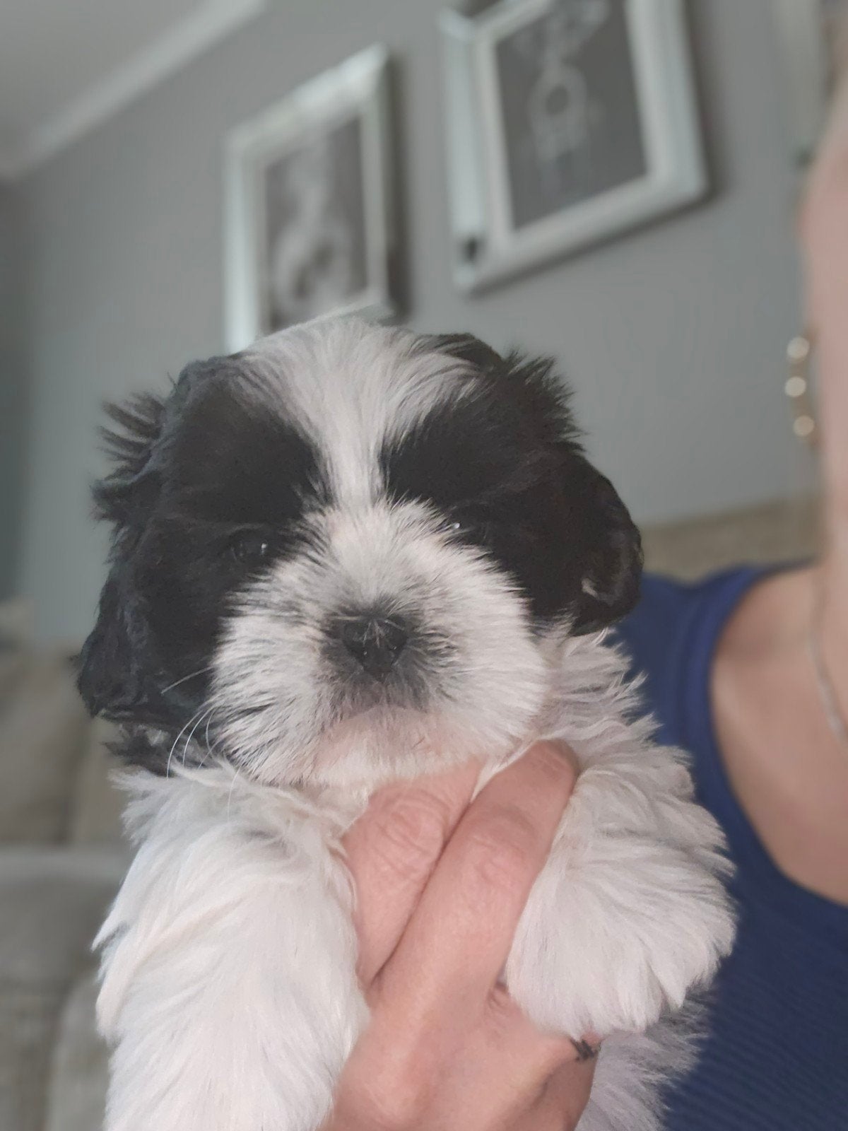 Beschikbaar raszuivere shih-tzu pups met fci stamboom, Dieren en Toebehoren, Parvo, Overige rassen, 8 tot 15 weken, Meerdere