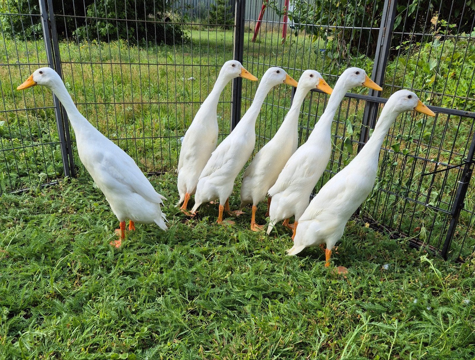 Prachtige Indische loopeenden, flesseneend, 7 weken oud, Geslacht onbekend, Eend