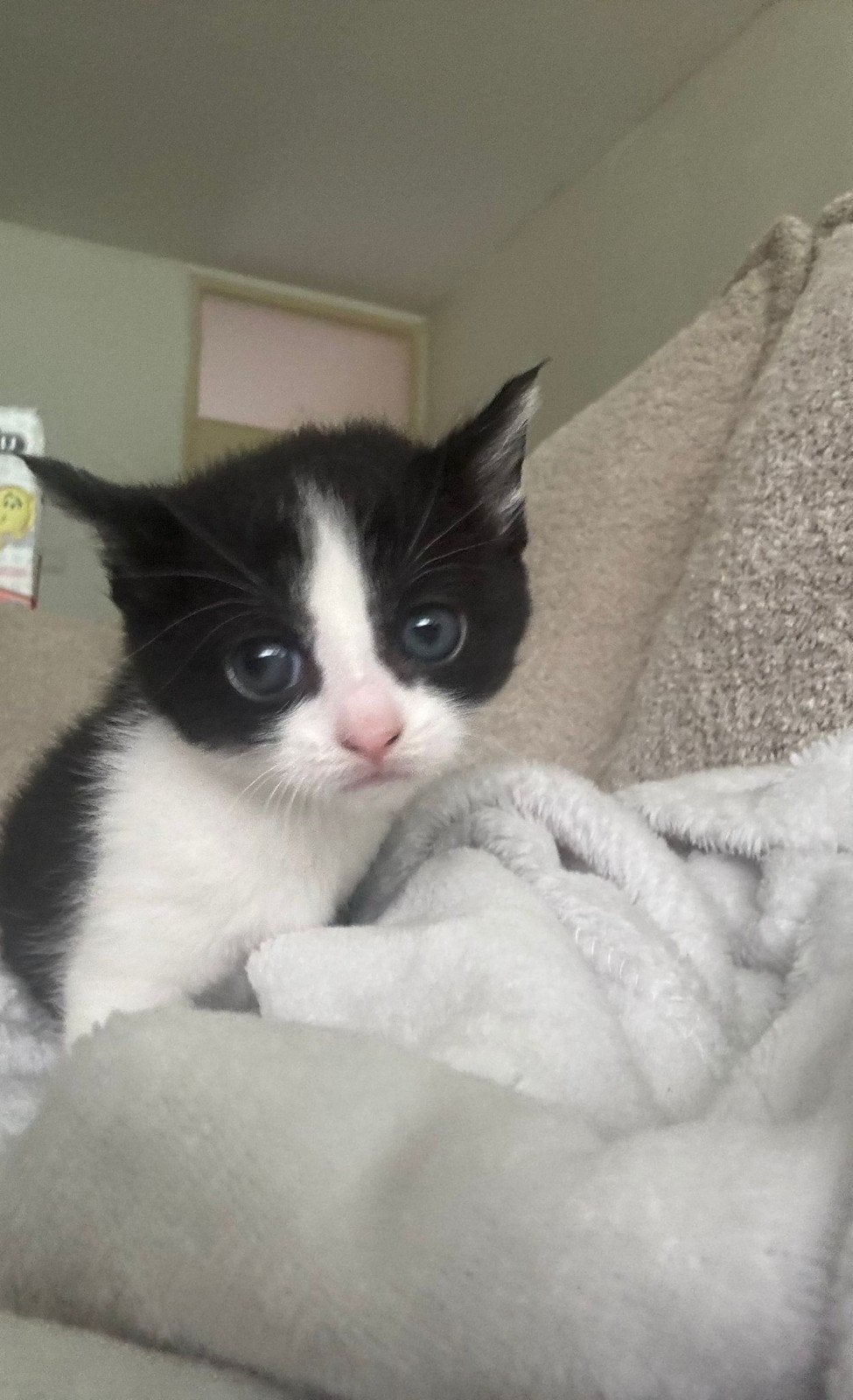 Te Koop 3 Kittens geboren op 02 mei 2026, Dieren en Toebehoren, Kater, Kortharig, 0 tot 2 jaar