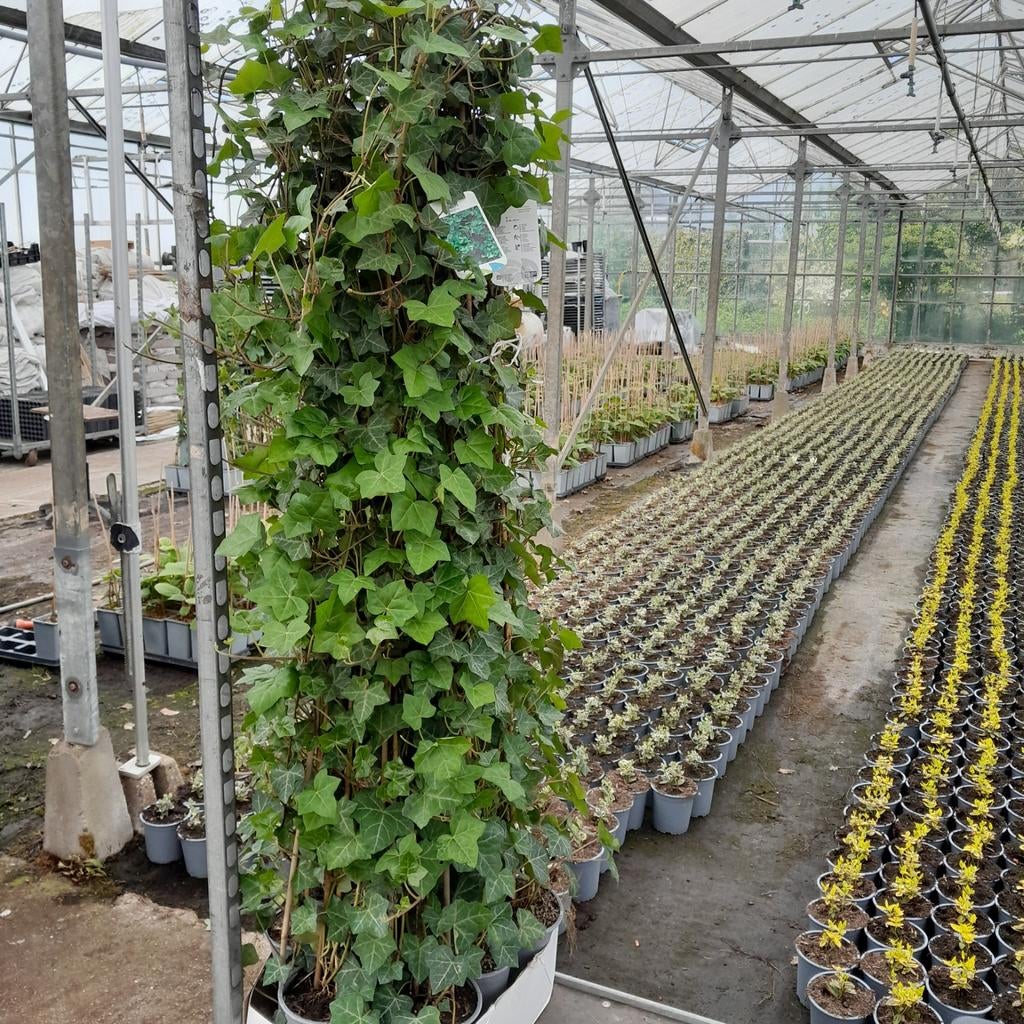 Hedera hibernica klimop 180 cm nog 20 stuks!!, Ophalen, Overige materialen