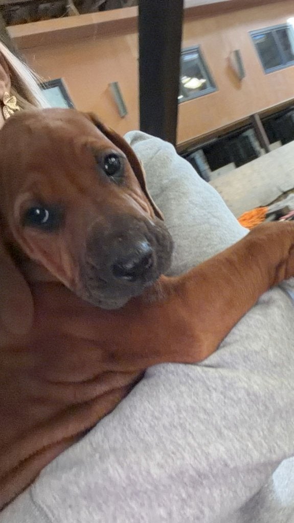 Rhodesian Ridgeback pups, Dieren en Toebehoren, Parvo, België, Particulier, Overige rassen