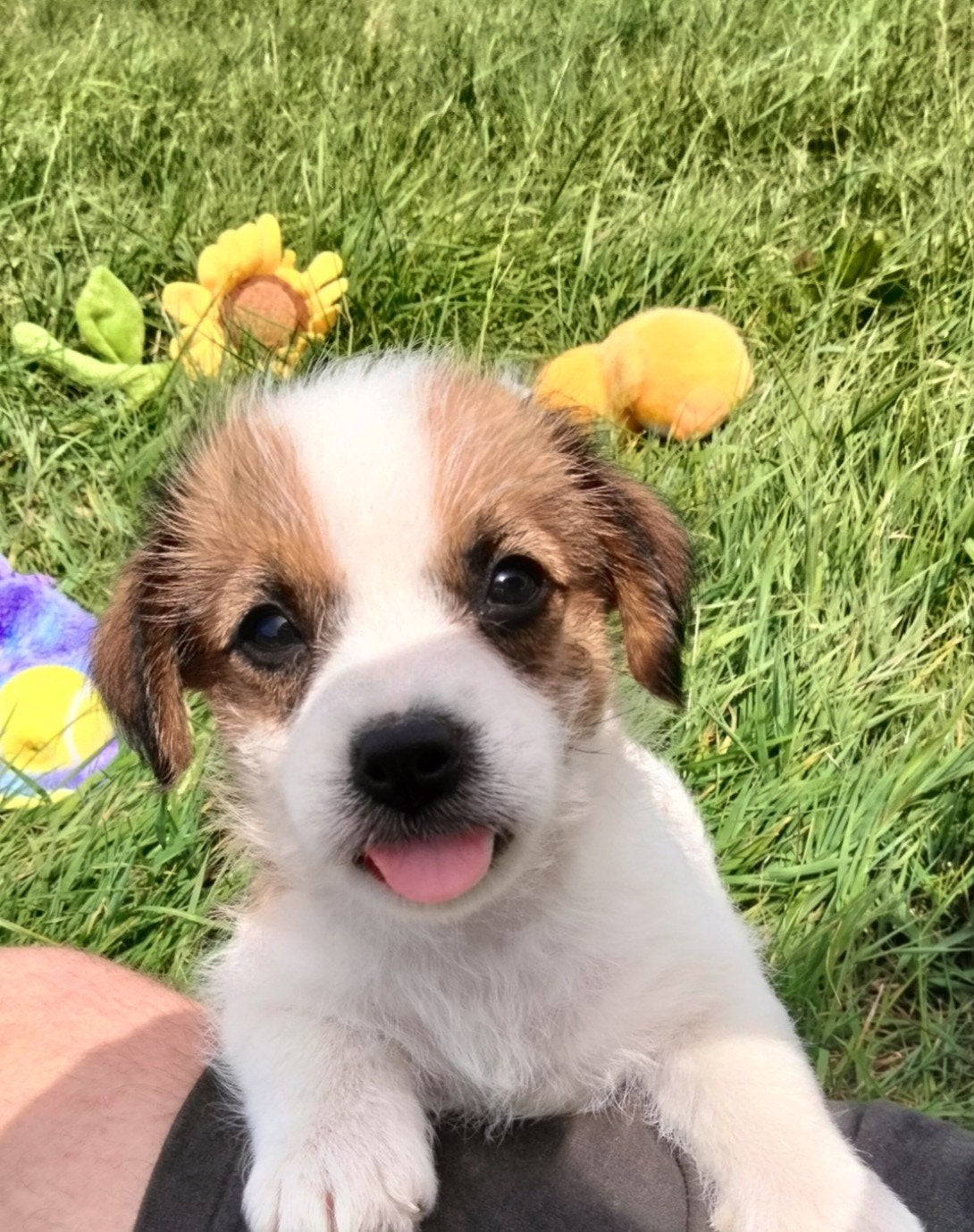 Jak Russell pups met stamboom, Parvo, 8 tot 15 weken, Meerdere, Meerdere dieren