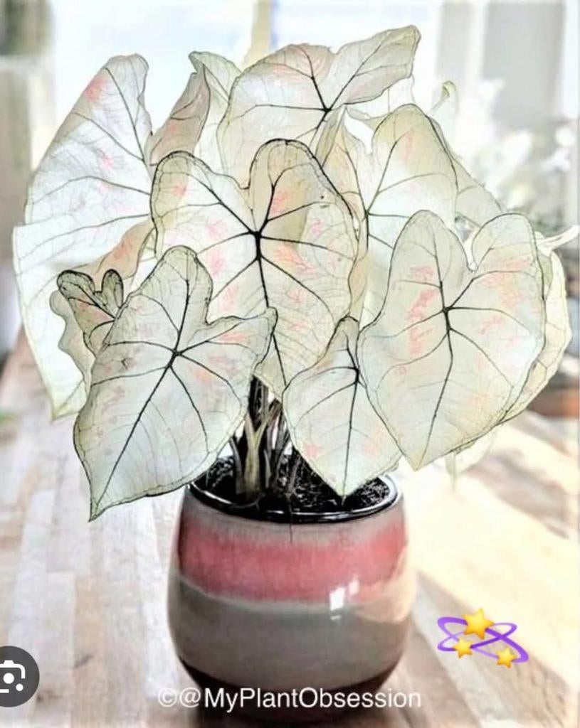 Caladium Strawberry star, Ophalen of Verzenden, Overige soorten, Volle zon