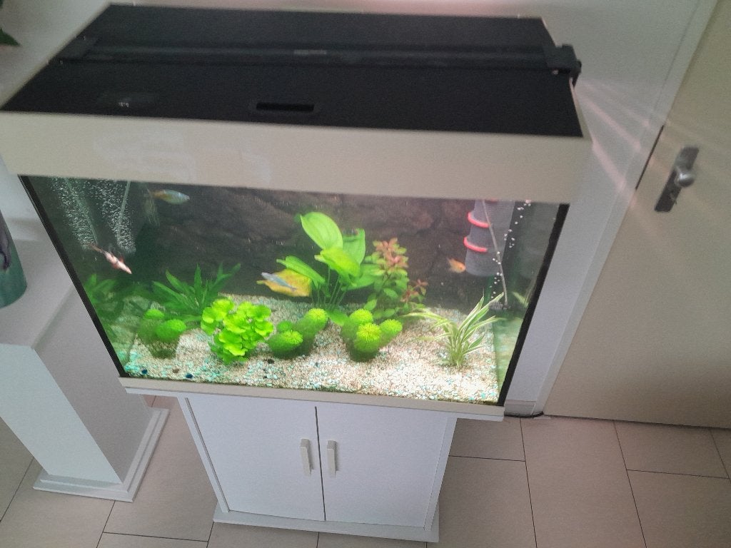 aquarium, Ophalen, Gebruikt, Inclusief vissen, Overige merken