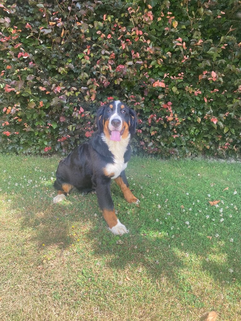 Berner Sennen teefje junior pups, België, 15 weken tot 1 jaar, Sennenhond, Teef