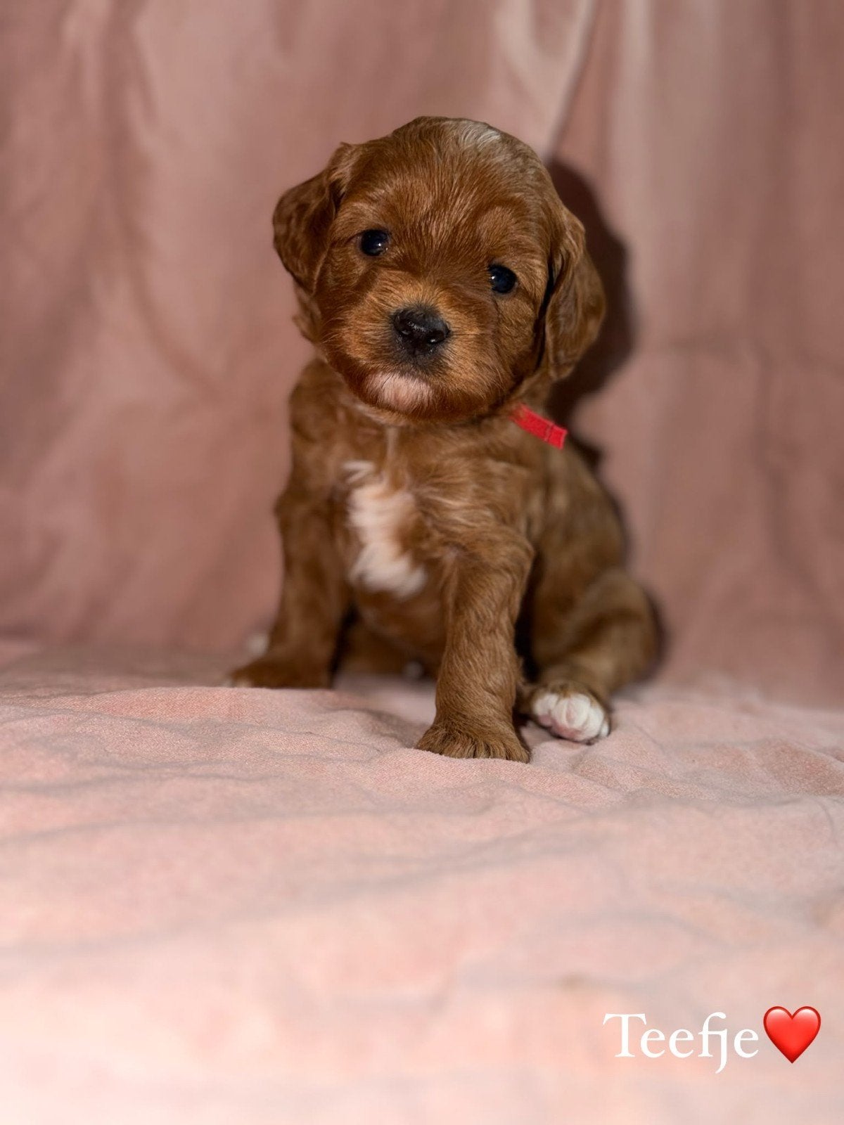 Australian labradoodle pups mini met stamboom, Dieren en Toebehoren, Overige rassen, 8 tot 15 weken, Meerdere, Meerdere dieren
