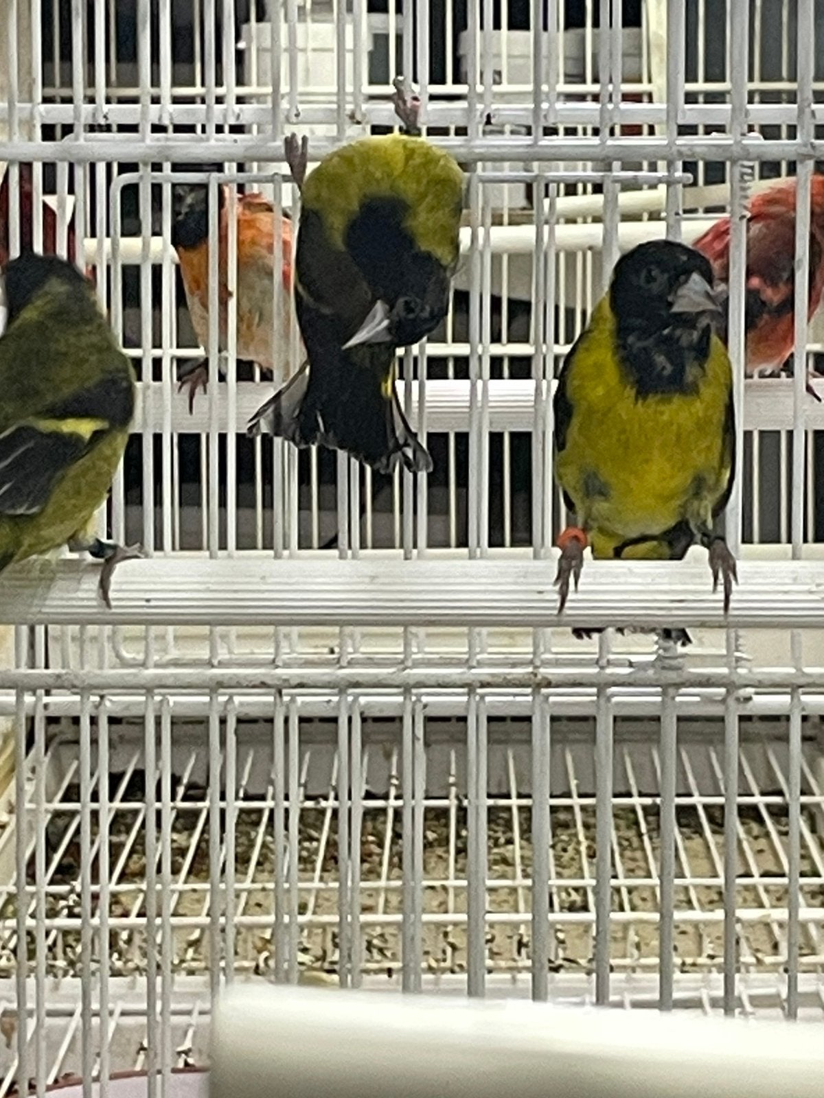 Zwartborstsijs mannen 2026, Dieren en Toebehoren, Mannelijk, Parkiet