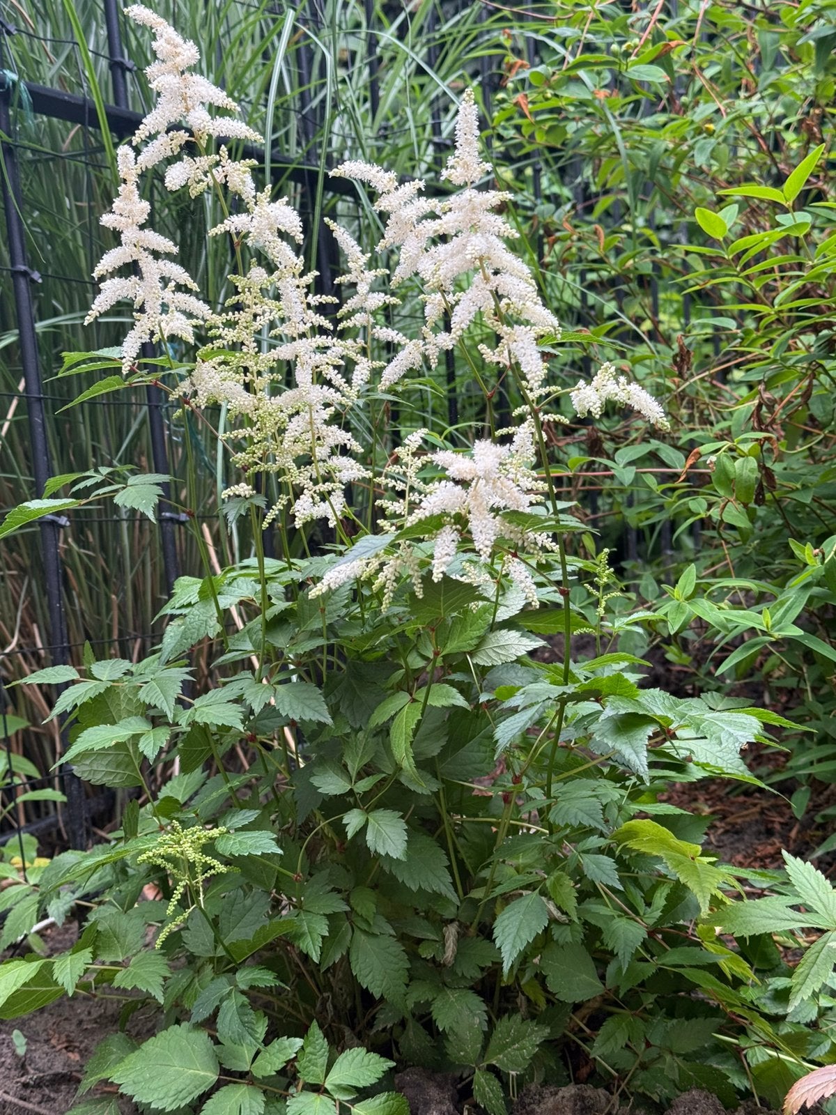 Twee volwassen Astilbe, pluimspirea., Tuin en Terras, Ophalen, Overige soorten, Volle zon