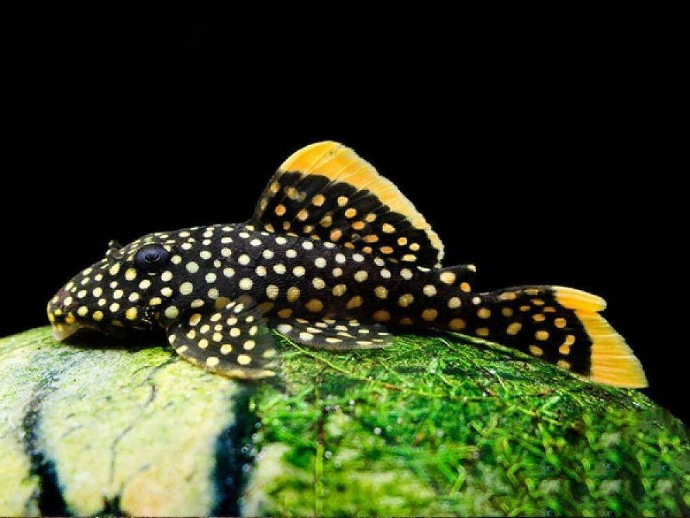 L018 Golden Nugget -Baryancistrus Xanthellus 7-8 cm, Vis, Zoetwatervis