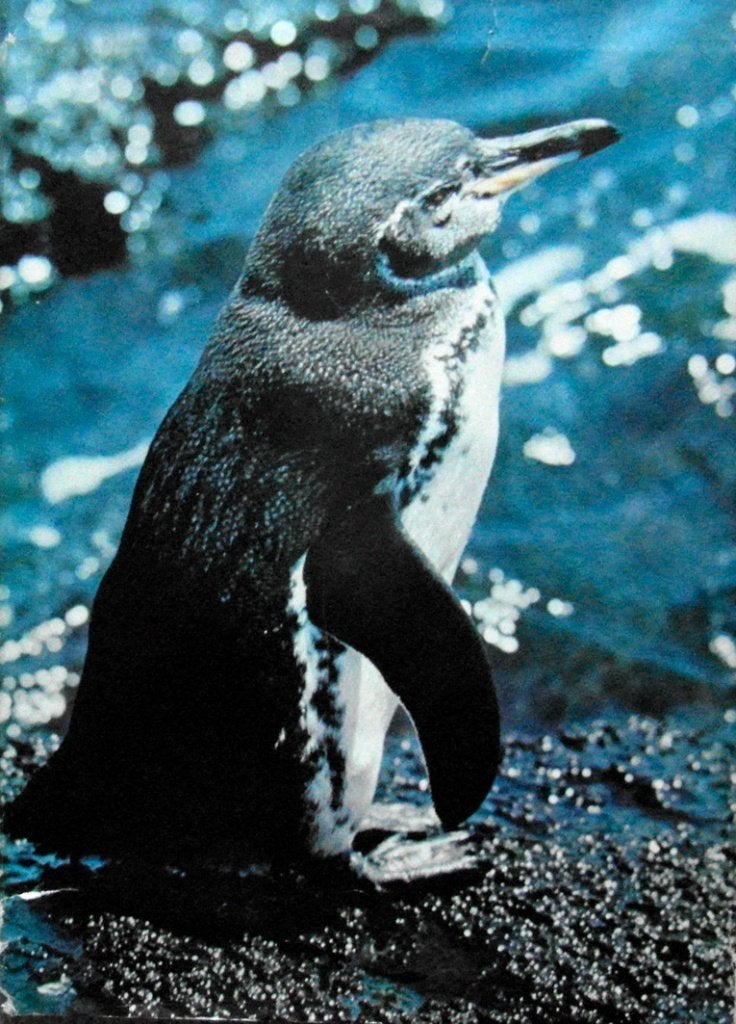 Zoo-Galapagos,, Overige merken, Europa, Ophalen of Verzenden, Zo goed als nieuw