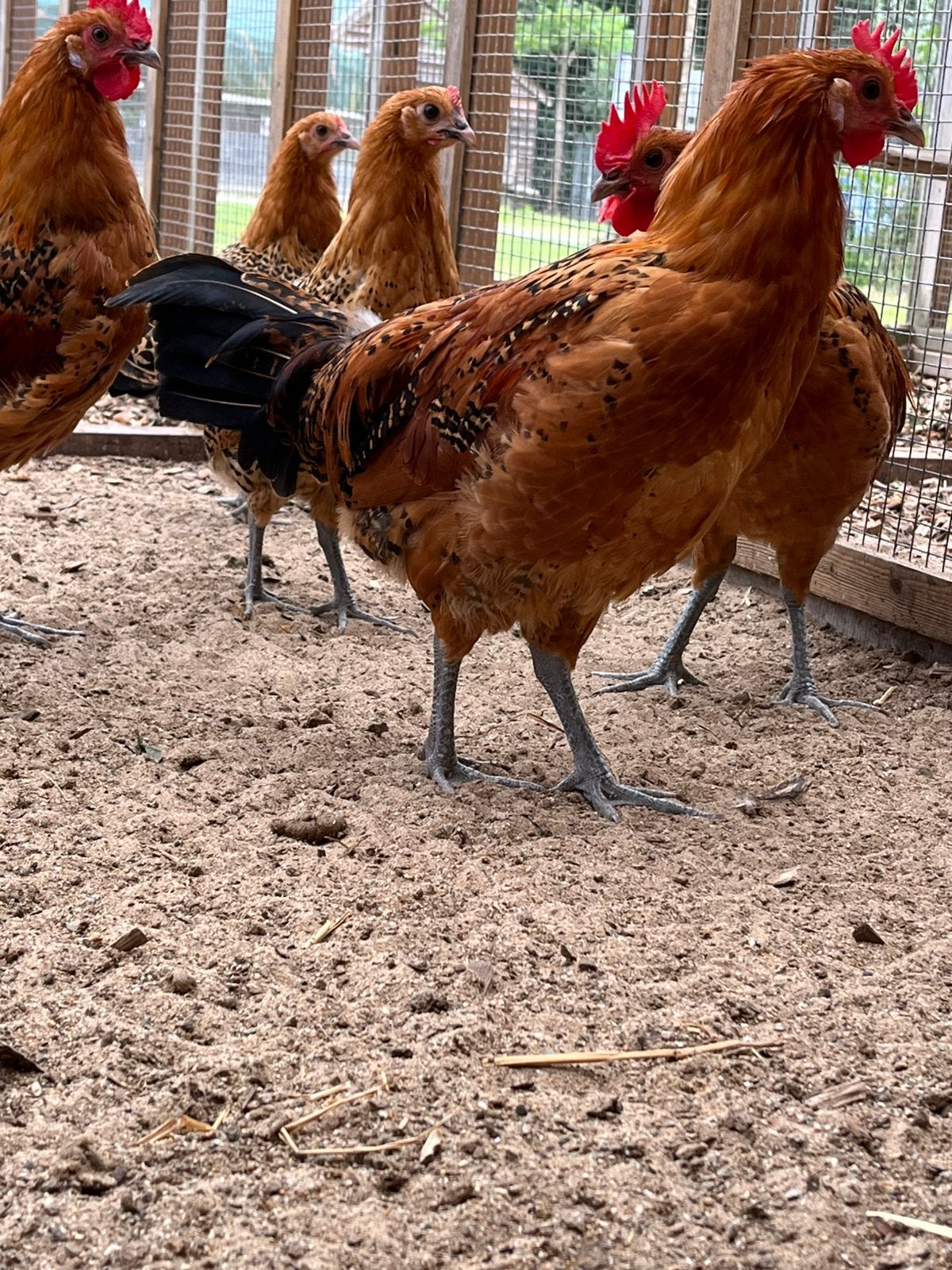 Groninger meeuw goudpel, Dieren en Toebehoren, Meerdere dieren, Kip