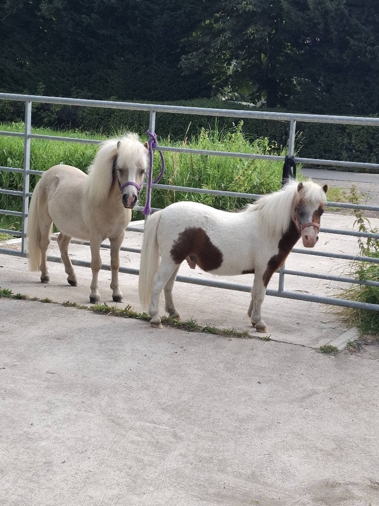 MINI PONY'S, Dieren en Toebehoren, Pony's, Met stamboom, Niet van toepassing, 0 tot 2 jaar, Hengst