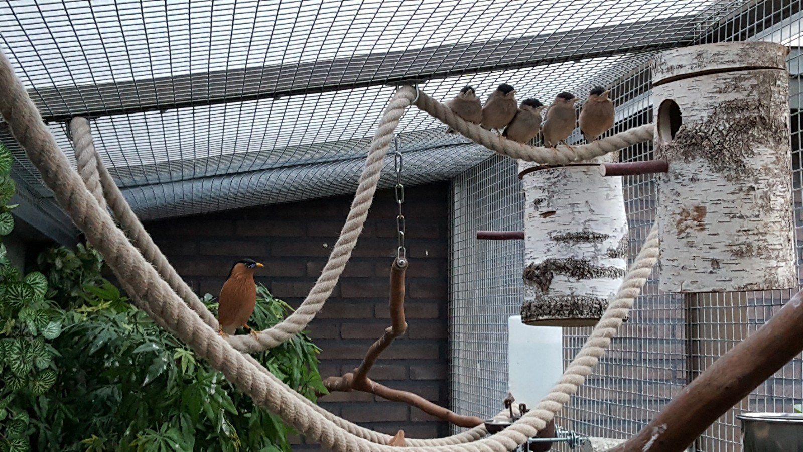 2-2 pagodespreeuw, Meerdere dieren, Tropenvogel, Geringd