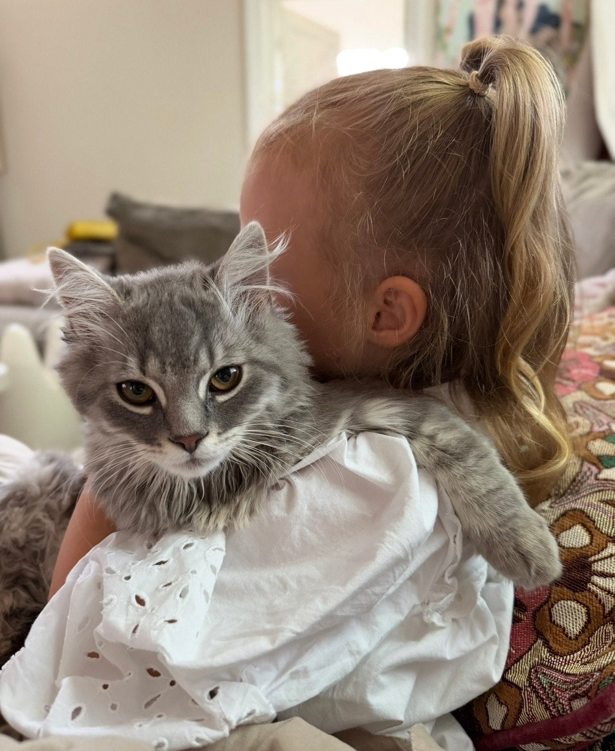 Britse korthaar x Ragdoll(?) Kitten te koop, Kater
