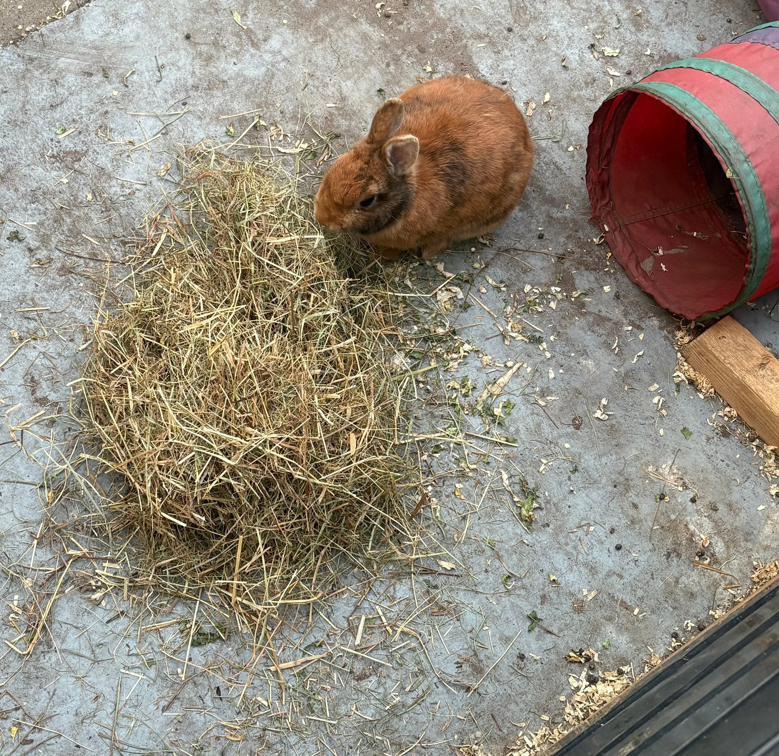 Dwergkonijntje man, Dieren en Toebehoren, Maart, Mannelijk