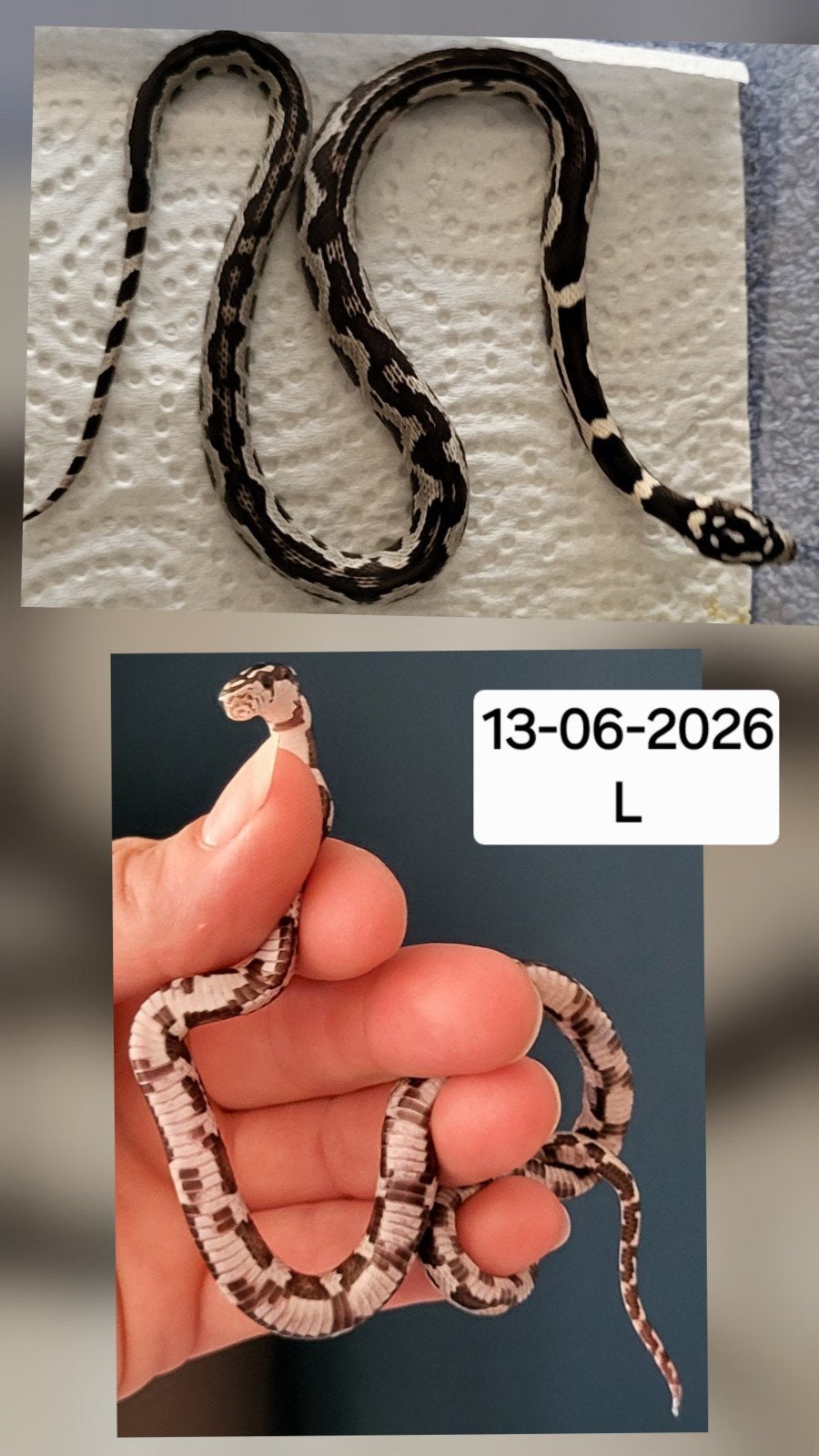 Jonge rattenslangen/korenslangen Corn Snake photo 7