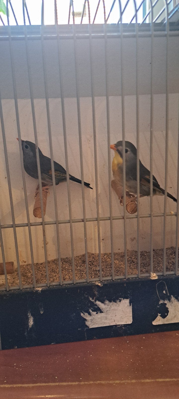 te ruil  gevraagd  Japanse nachtegaal, Dieren en Toebehoren, Geslacht onbekend