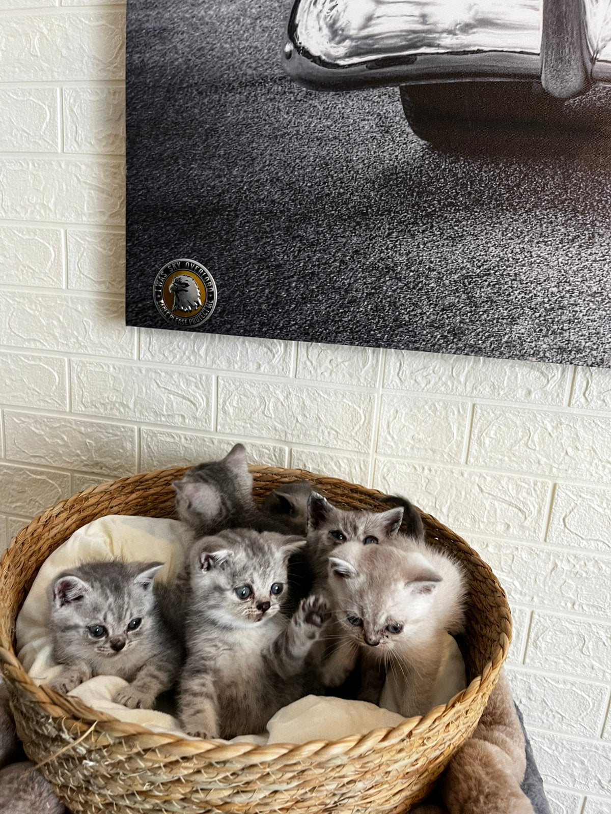 Prachtige Brits korthaar kittens, Meerdere dieren, Ontwormd, 0 tot 2 jaar