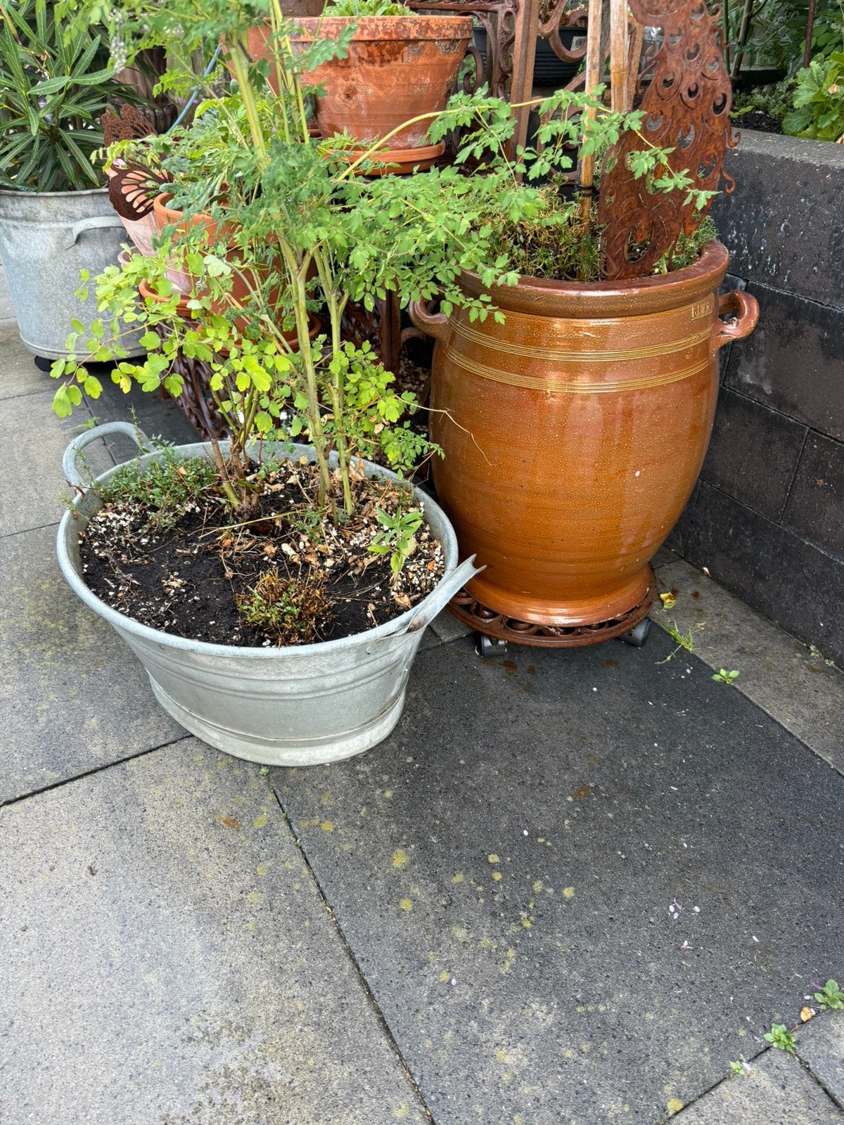 Zinken teilen bronzen kikker ijzeren bank kroon, Tuin en Terras, Minder dan 30 cm, Rond, Ophalen of Verzenden, Zo goed als nieuw
