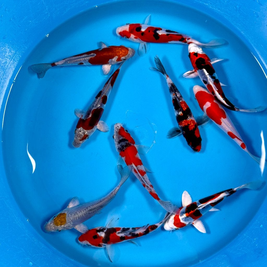 Kase VHQ Tateshita Mix | 15–18 cm | Goshiki, Dieren en Toebehoren, Vissen | Vijvervissen, Karper of Koi