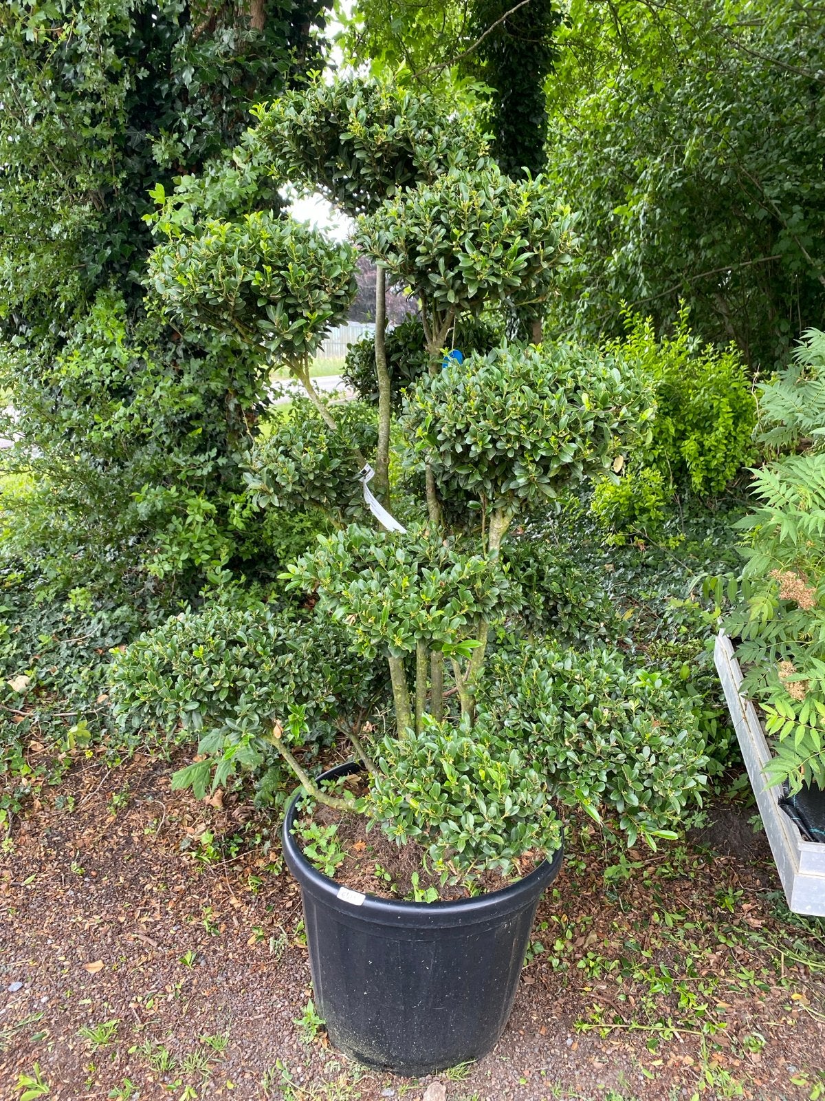 Ilex bonsai - 20% korting!, Vaste plant, Bloeit niet, Halfschaduw, Ophalen