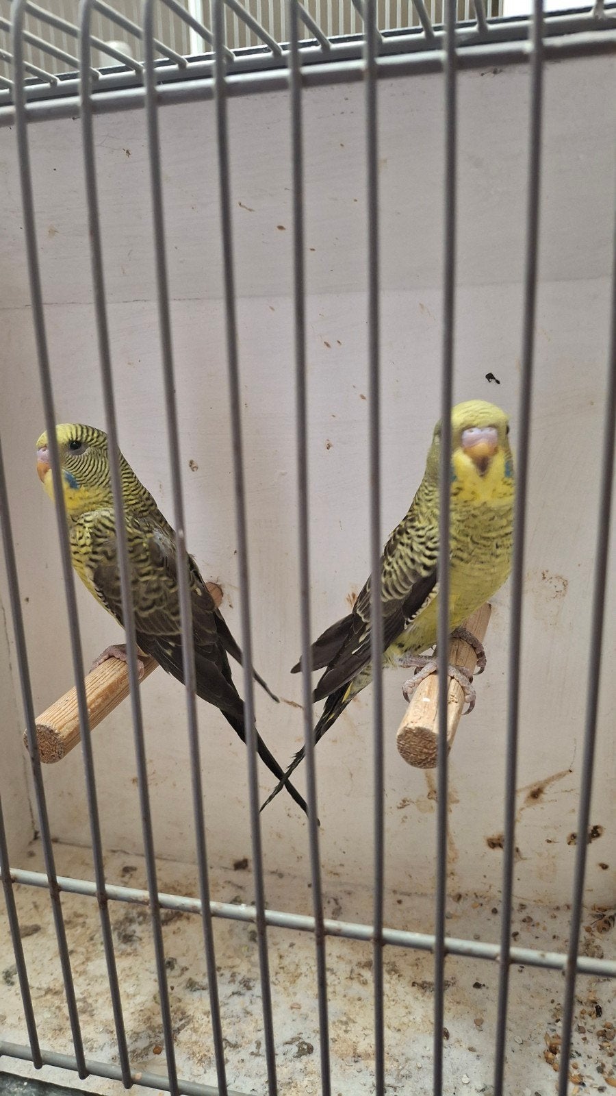 2 jonge blackwing parkieten van dit jaar, Dieren en Toebehoren, Meerdere dieren, Parkiet
