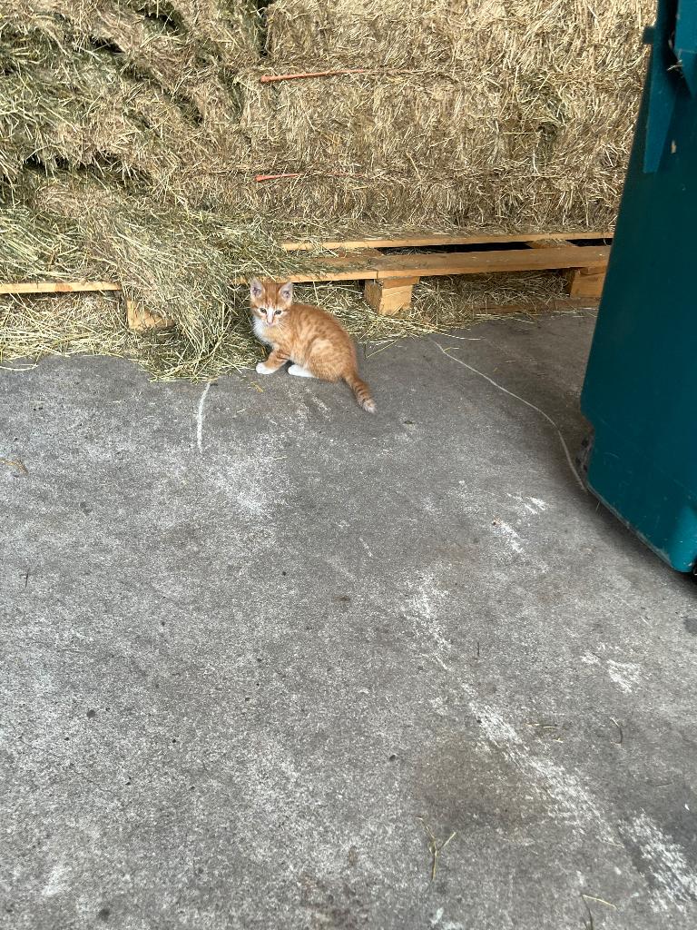Boerderij katjes, Geslacht onbekend, Kortharig, 0 tot 2 jaar
