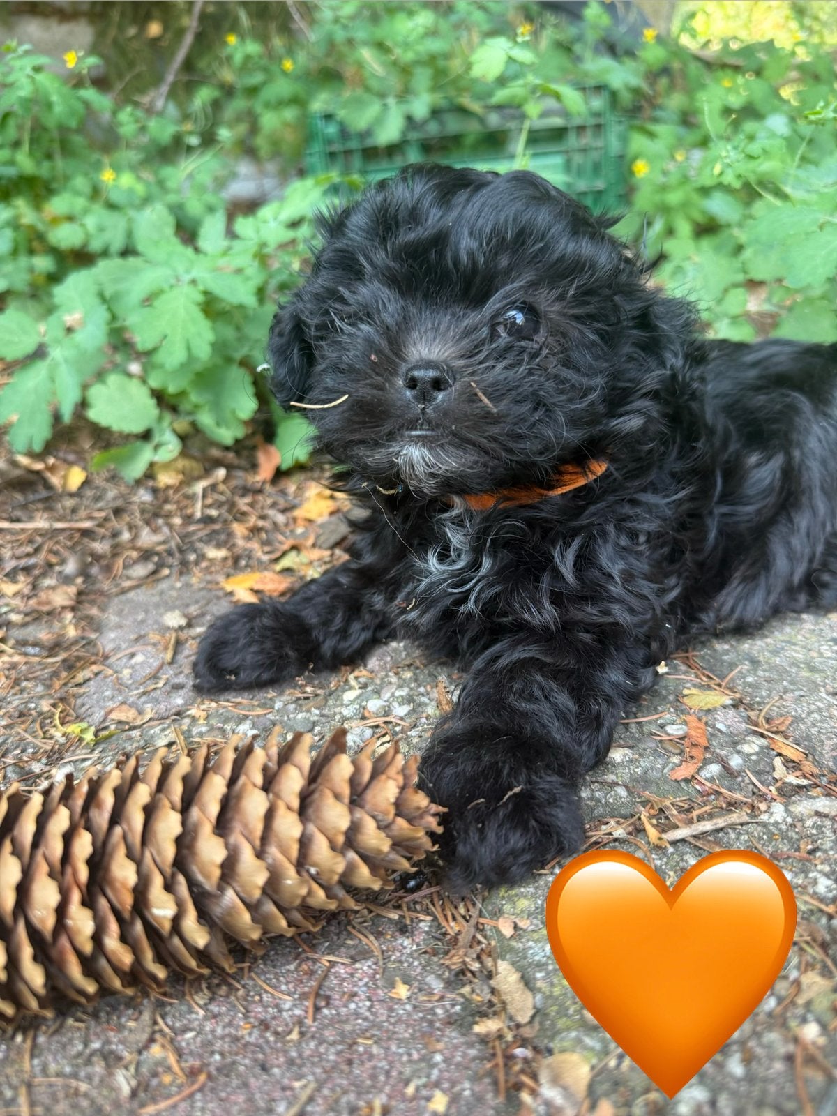 Shihpoo pups |Shih Tzu x Poedel | Reutjes & teefjes |Puppys, Parvo, Nederland, Overige rassen, 8 tot 15 weken