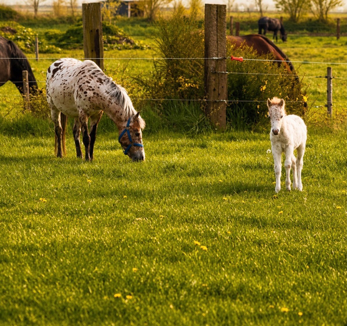 Super mooi appaloosa spannetje, Dieren en Toebehoren, Merrie, 3 tot 6 jaar, Gechipt, B pony (1.17m tot 1.27m)