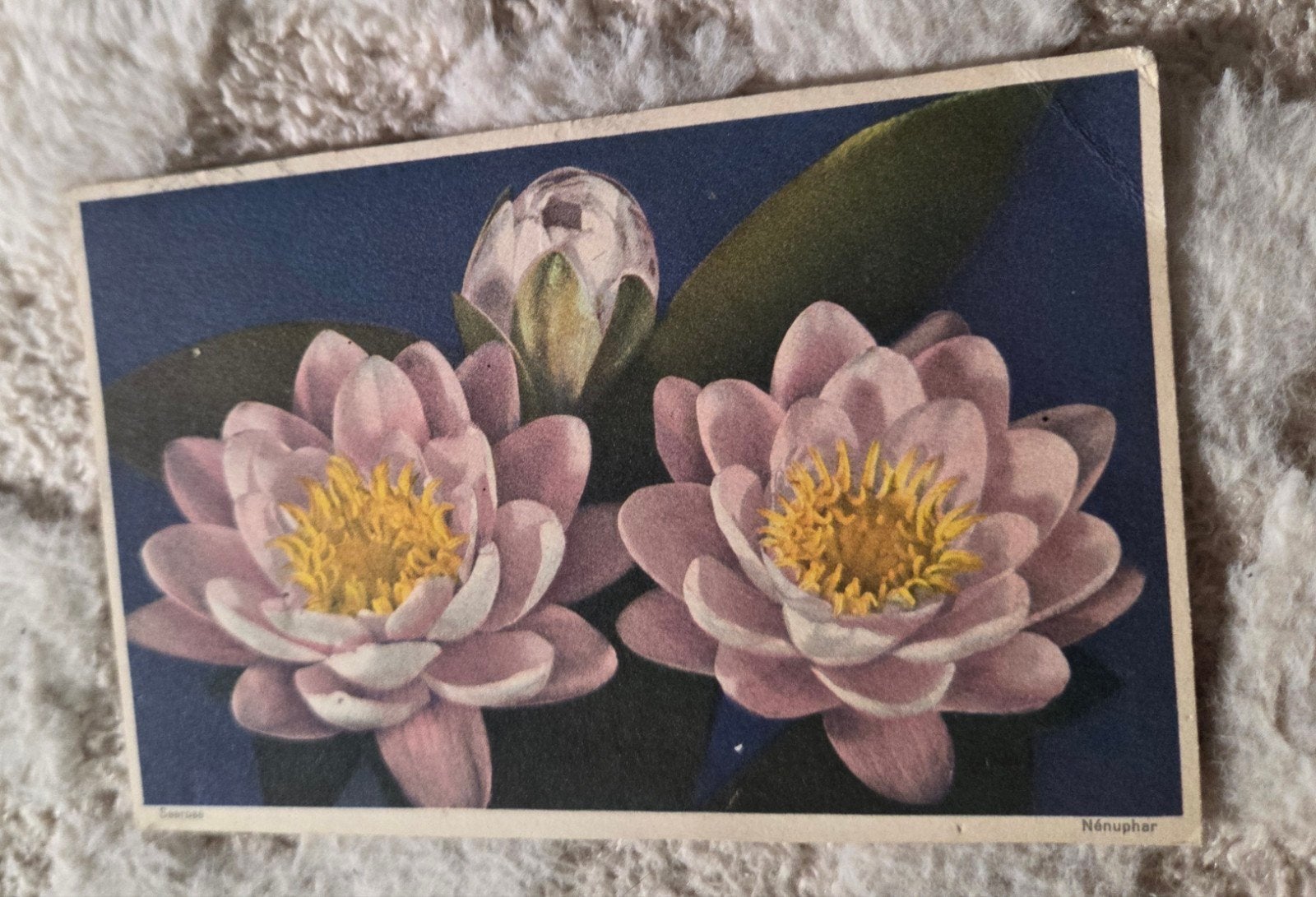 Oude ansichtkaart: Nymphaea - Nénuphar (Waterlelie), Verzenden, Voor 1920, Gelopen, Overige thema's