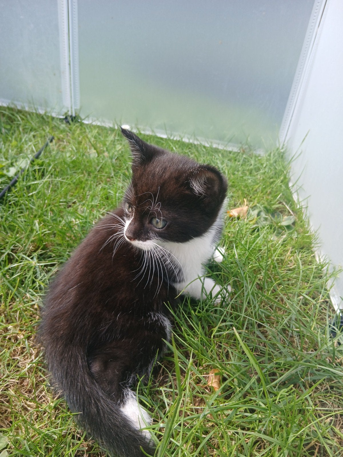 mooie kittens!!, Dieren en Toebehoren, Meerdere dieren