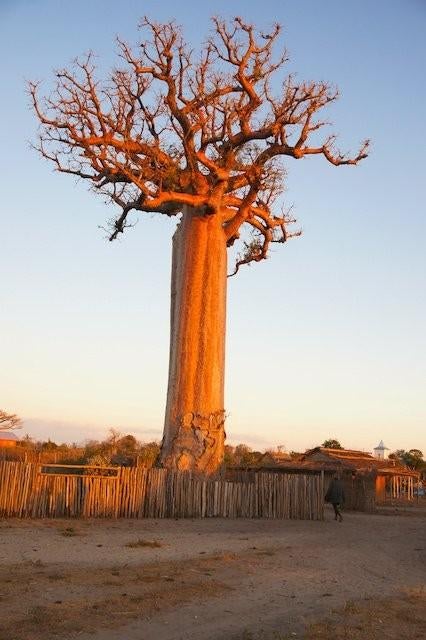 Baobab Adansonia Digitata, Ophalen of Verzenden, Bloeit niet, Volle zon, Overige soorten