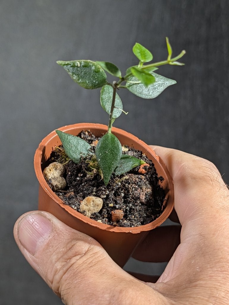 Dischidia truncata, Overige soorten, Minder dan 100 cm, Bloeiende kamerplant, Halfschaduw