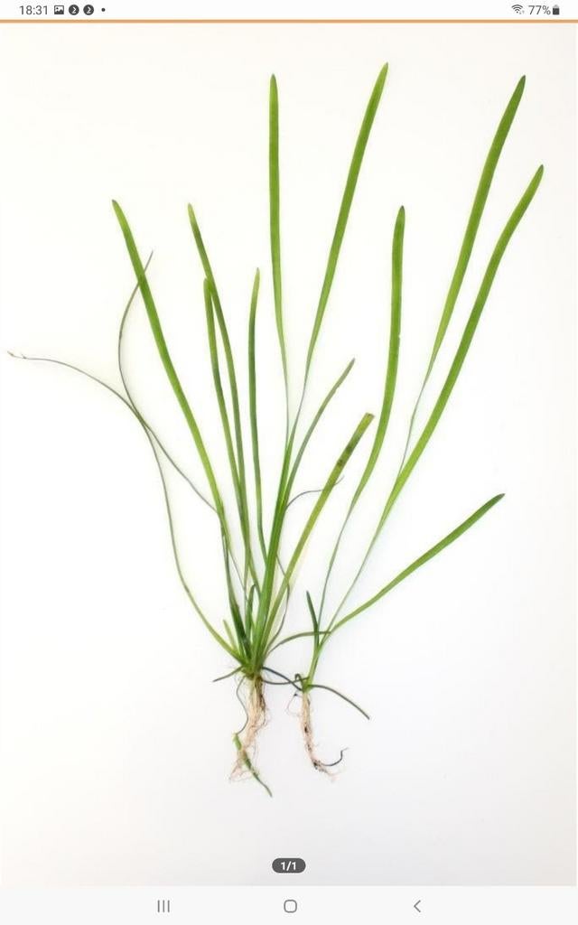 Vallisneria spiralis grote planten 0.50 cent, Ophalen of Verzenden